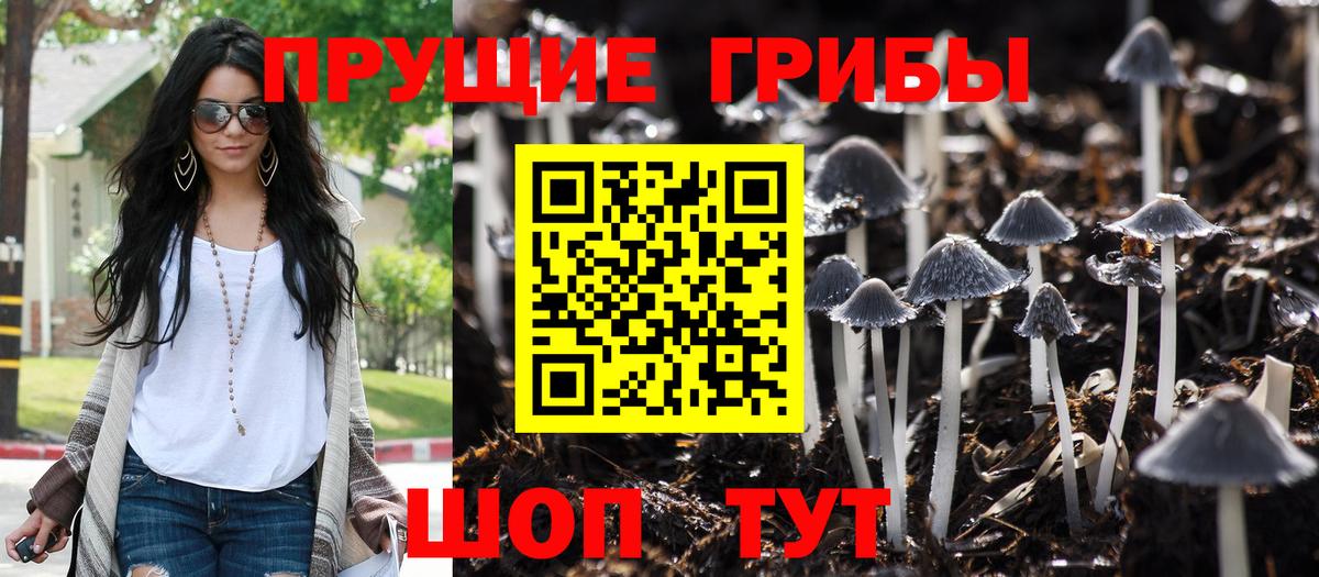 где найти наркотики  Галлюциногенные грибы Psilocybe  Вход с VPN  Тосно 